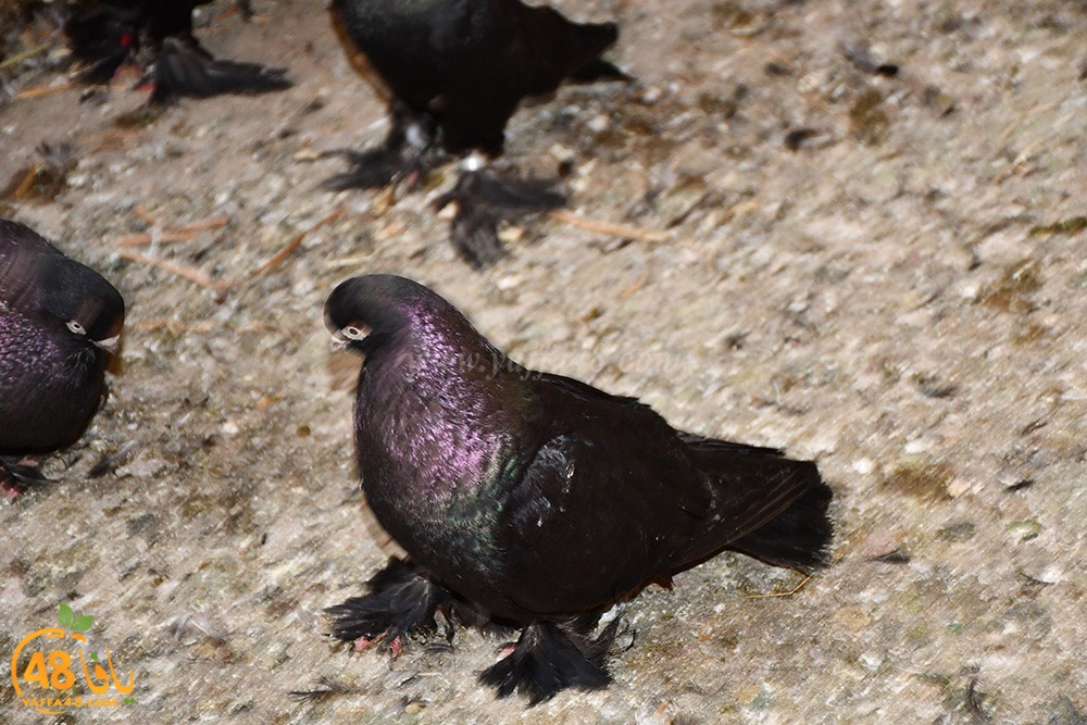 zohdi 3ashoor (87).jpeg